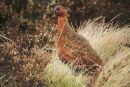 FEMALE RED GROUSE